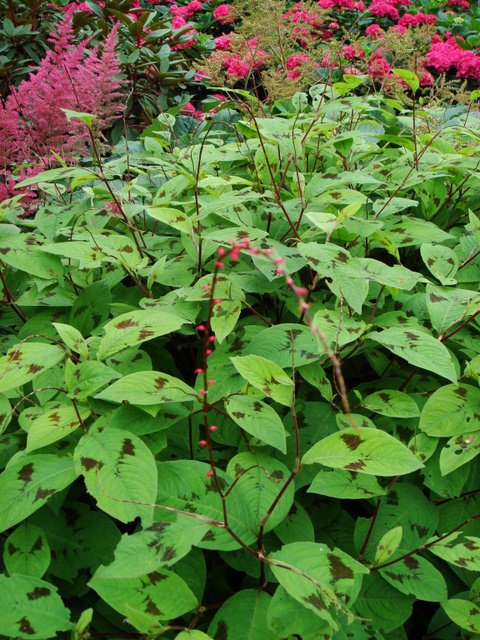 Polygonum virginianum